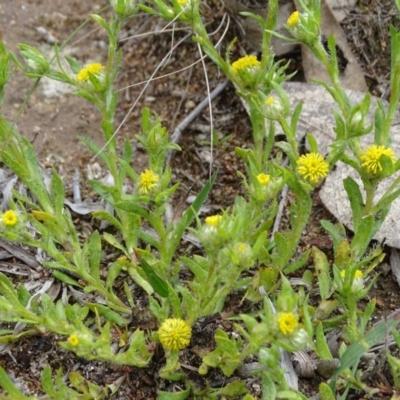 Triptilodiscus pygmaeus (Annual Daisy) at Isaacs Ridge Offset Area - 27 Sep 2020 by Mike