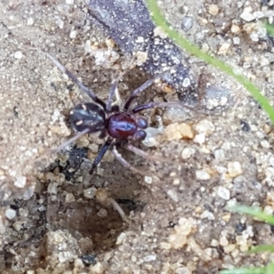 Habronestes bradleyi (Bradley's Ant-Eating Spider) at Collector, NSW - 28 Sep 2020 by tpreston