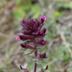 Parentucellia latifolia (Red Bartsia) at Isaacs Ridge - 27 Sep 2020 by Mike