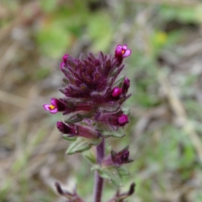 Parentucellia latifolia (Red Bartsia) at Jerrabomberra, ACT - 27 Sep 2020 by Mike