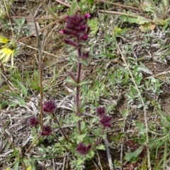 Parentucellia latifolia at Jerrabomberra, ACT - 27 Sep 2020