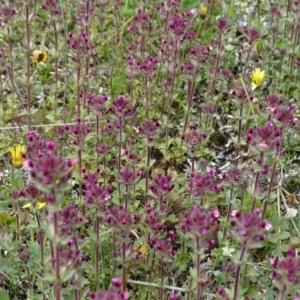 Parentucellia latifolia at Jerrabomberra, ACT - 27 Sep 2020