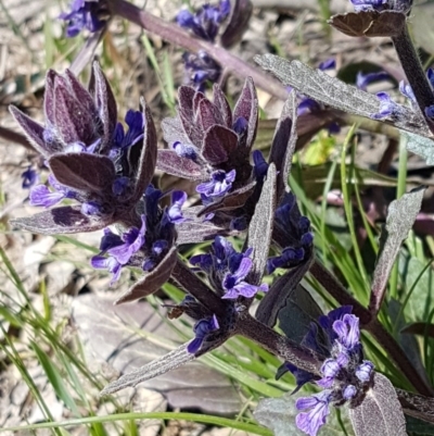 Ajuga australis (Austral Bugle) at Collector, NSW - 28 Sep 2020 by trevorpreston
