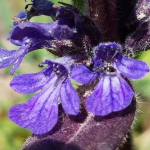 Ajuga australis at Collector, NSW - 28 Sep 2020 10:47 AM