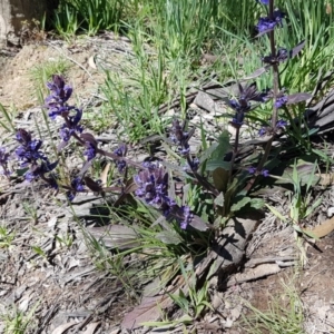 Ajuga australis at Collector, NSW - 28 Sep 2020 10:47 AM