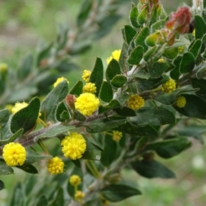 Acacia paradoxa at Isaacs Ridge - 27 Sep 2020