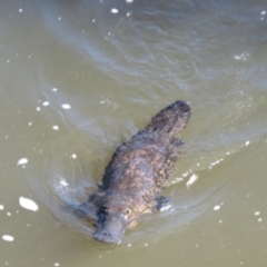 Ornithorhynchus anatinus (Platypus) at Cotter Reserve - 27 Sep 2020 by SandraH