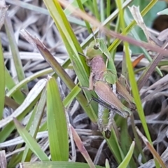 Perala viridis (Spring buzzer) at Collector, NSW - 28 Sep 2020 by trevorpreston