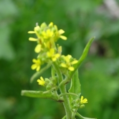 Sisymbrium orientale (Eastern Rocket) at Jerrabomberra, ACT - 27 Sep 2020 by Mike