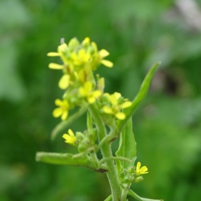 Sisymbrium orientale (Eastern Rocket) at Isaacs Ridge and Nearby - 27 Sep 2020 by Mike