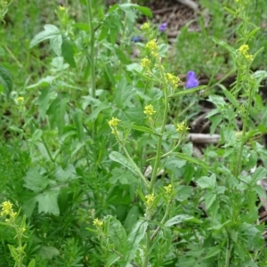 Sisymbrium orientale at Isaacs Ridge - 27 Sep 2020