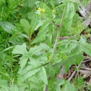 Sisymbrium orientale at Isaacs Ridge - 27 Sep 2020