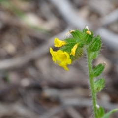 Amsinckia calycina (Hairy Fiddle-neck) at Jerrabomberra, ACT - 27 Sep 2020 by Mike