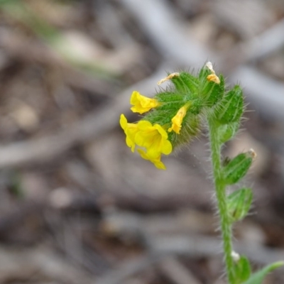 Amsinckia calycina (Hairy Fiddle-neck) at Jerrabomberra, ACT - 27 Sep 2020 by Mike