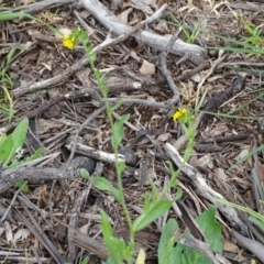 Amsinckia calycina at Isaacs Ridge - 27 Sep 2020