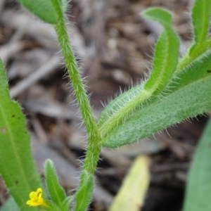 Amsinckia calycina at Isaacs Ridge - 27 Sep 2020