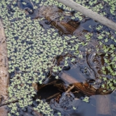 Lemna disperma (Common Duck-weed) at Jerrabomberra, ACT - 26 Sep 2020 by Mike