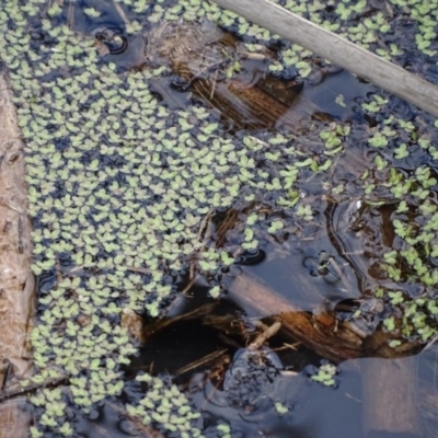 Lemna disperma (Common Duck-weed) at Jerrabomberra, ACT - 26 Sep 2020 by Mike