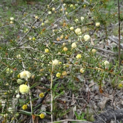 Acacia ulicifolia (Prickly Moses) at Jerrabomberra, ACT - 26 Sep 2020 by Mike