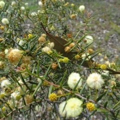 Acacia ulicifolia at Jerrabomberra, ACT - 27 Sep 2020