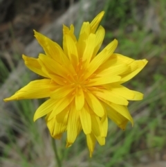 Microseris walteri (Yam Daisy, Murnong) at Hawker, ACT - 28 Sep 2020 by sangio7