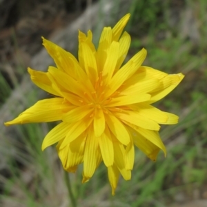 Microseris walteri at The Pinnacle - 28 Sep 2020 02:47 PM