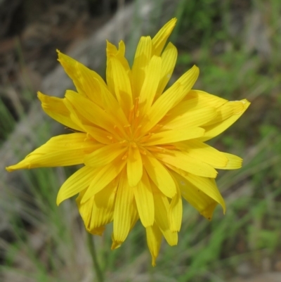 Microseris walteri (Yam Daisy, Murnong) at Hawker, ACT - 28 Sep 2020 by sangio7