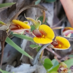 Bossiaea prostrata at Collector, NSW - 28 Sep 2020