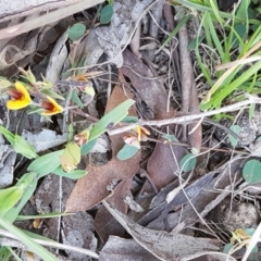 Bossiaea prostrata at Collector, NSW - 28 Sep 2020 10:32 AM