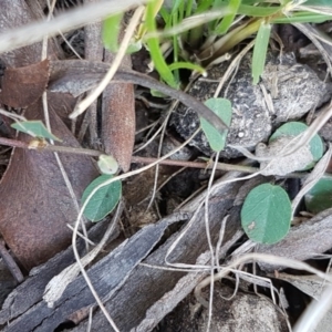 Bossiaea prostrata at Collector, NSW - 28 Sep 2020