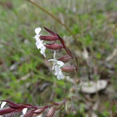 Silene gallica var. gallica (French Catchfly) at Isaacs Ridge - 26 Sep 2020 by Mike