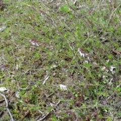 Silene gallica var. gallica at Jerrabomberra, ACT - 27 Sep 2020