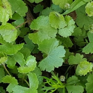 Hydrocotyle sp. at Collector, NSW - 28 Sep 2020