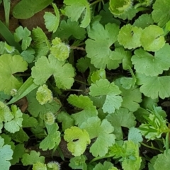 Hydrocotyle sp. at Collector, NSW - 28 Sep 2020