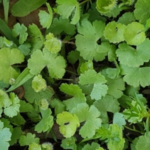 Hydrocotyle sp. at Collector, NSW - 28 Sep 2020