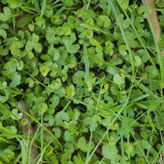 Hydrocotyle sp. at Collector, NSW - 28 Sep 2020