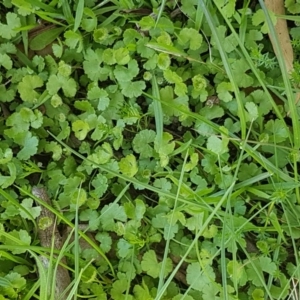 Hydrocotyle sp. at Collector, NSW - 28 Sep 2020