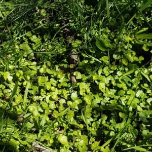 Hydrocotyle sp. at Collector, NSW - 28 Sep 2020