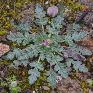 Erodium botrys at Wamboin, NSW - 8 Aug 2020