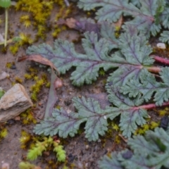 Erodium botrys at Wamboin, NSW - 8 Aug 2020