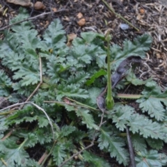 Erodium botrys at Wamboin, NSW - 8 Aug 2020