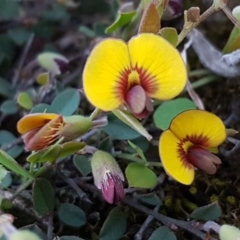 Bossiaea prostrata (Creeping Bossiaea) at Collector, NSW - 28 Sep 2020 by trevorpreston