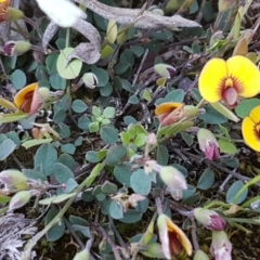 Bossiaea prostrata at Collector, NSW - 28 Sep 2020