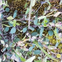 Bossiaea prostrata at Collector, NSW - 28 Sep 2020