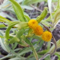 Chrysocephalum apiculatum (Common Everlasting) at Collector, NSW - 28 Sep 2020 by trevorpreston