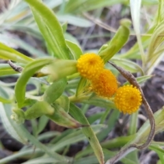 Chrysocephalum apiculatum (Common Everlasting) at Collector, NSW - 28 Sep 2020 by tpreston