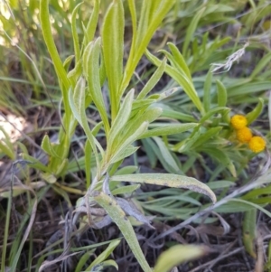 Chrysocephalum apiculatum at Collector, NSW - 28 Sep 2020