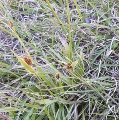 Luzula densiflora (Dense Wood-rush) at Collector, NSW - 28 Sep 2020 by trevorpreston