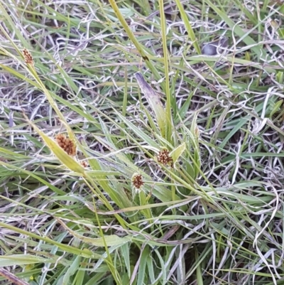 Luzula densiflora (Dense Wood-rush) at Oakdale Nature Reserve - 28 Sep 2020 by tpreston