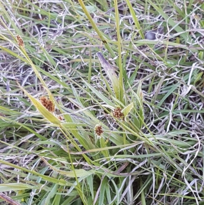 Luzula densiflora (Dense Wood-rush) at Collector, NSW - 28 Sep 2020 by tpreston